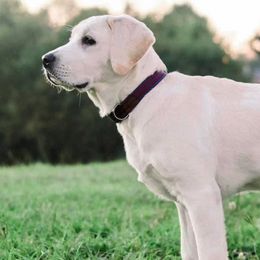 Labrador Retrievers from Cadron Ridge Labradors