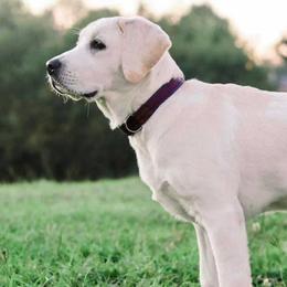 Labrador Retrievers from Cadron Ridge Labradors