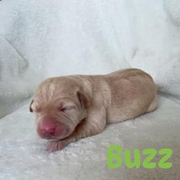 Buzz - Yellow male Labrador Retriever puppy in Lucasville, Ohio from Backwoods Labradors
