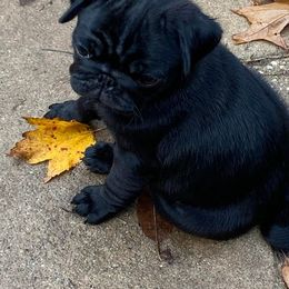 Pugs from Julie Buckenmeyer