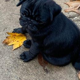 Pugs from Julie Buckenmeyer