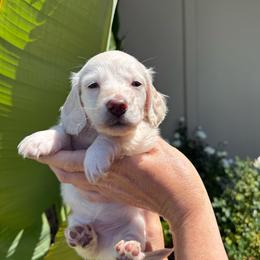 Prince Henery green Collar cream - Cream male Dachshund puppy in El Cajon, California from Lisa Buxton
