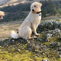 Snow - Labradoodle