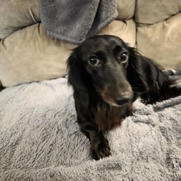 Dachshund All Grown Up from Sausage Squad Kennels