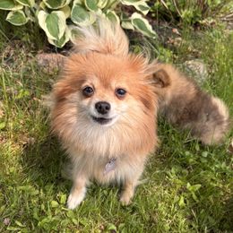 Roxy - Pomeranian