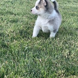 Pomsky Puppies from Promise Land Pomskies