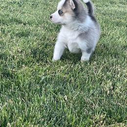Pomsky Puppies from Promise Land Pomskies
