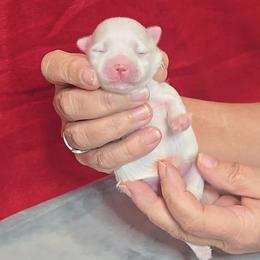 Tamara - White female Maltese puppy in Aurora, Missouri from KnJ Precious Paws LLC