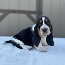 Basset Hound Puppies from Autumn Oak Basset Hounds