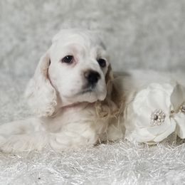 BROOKLYNN - Buff female Cocker Spaniel puppy in Byram, Mississippi from Chloe's Cocker Spaniels