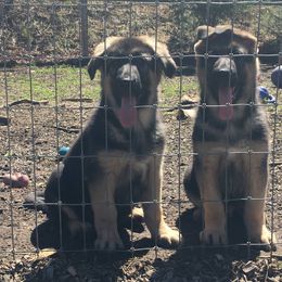 German Shepherd Puppies from Kaleef German Shepherds