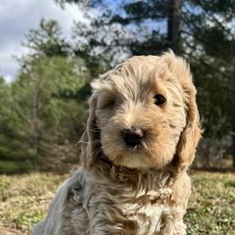 Champagne - Cream male Goldendoodle puppy in Hendersonville, North Carolina from Kim's Cove Dog Co.