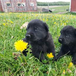 Misty - Black female German Shepherd puppy in Darlington, Wisconsin from Outlier Kennel