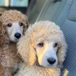 Poodles from Pawshtastic Poodles