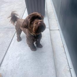 Bear - Yorkshire Terrier