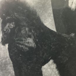 Bindi - Poodle