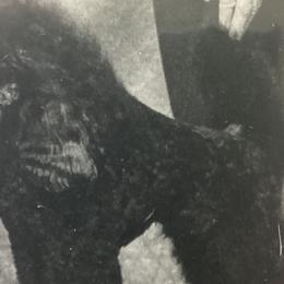 Bindi - Poodle