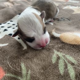 Boy 1 - Red male Pembroke Welsh Corgi puppy in Rosharon, Texas from Morning Glory Corgis