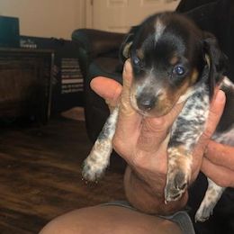 Dachshund Puppies from Carter's Dachshunds