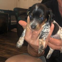 Dachshund Puppies from Carter's Dachshunds