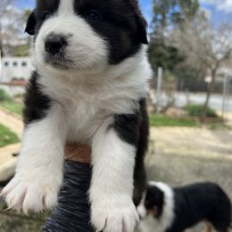 Australian Shepherd Puppies from Winchester Aussies