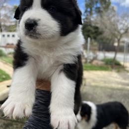 Australian Shepherd Puppies from Winchester Aussies