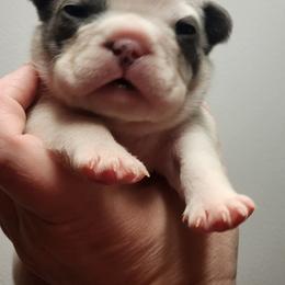 French Bulldog Puppies from Honey Hole Frenchies