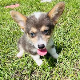 Poseidon - Gray and white male American Corgi puppy in Cocoa, Florida from Cascadian Space Coast Corgis LLC