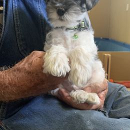 Miniature Schnauzer Puppies from Circle R Ranch