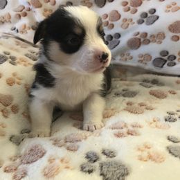 Boy 1 - Black and tan Pembroke Welsh Corgi puppy in Waynesboro, Virginia from River Ridge Corgis