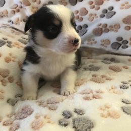 Boy 1 - Black and tan Pembroke Welsh Corgi puppy in Waynesboro, Virginia from River Ridge Corgis