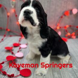 Female- Black white-  Sugar - Black and white female English Springer Spaniel puppy in Pacific, Washington from Kaveman Springers