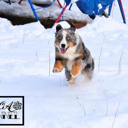Miniature Australian Shepherd All Grown Up from Rustic Original Aussies