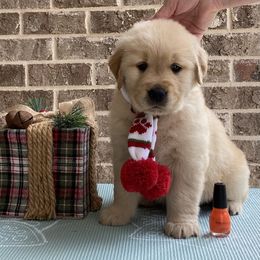 Golden Retriever Puppies from Graceful Golden Retrievers