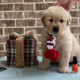 Golden Retriever Puppies from Graceful Golden Retrievers