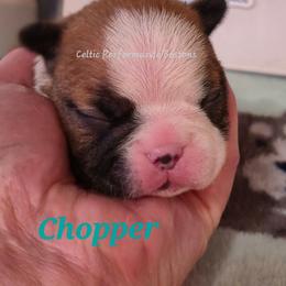 Boy 2 - Red male Boston Terrier puppy in Griffin, Georgia from Celtic Kennel Bostons