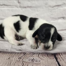 Dude - Piebald male Dachshund puppy in Anaconda, Montana from Williams Family Dachshunds