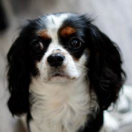 Cavalier King Charles Spaniels from Rancho Palos Verdes Cavaliers