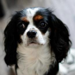Cavalier King Charles Spaniels from Rancho Palos Verdes Cavaliers