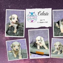 Australian Shepherd and Great Dane Puppies from AEW Farm
