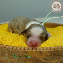 Peter Pan - Red merle male Aussiedoodle puppy in Fort Myers, Florida from Little Golden Farm