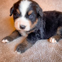Bernedoodle, Bernese Mountain Dog, and Siberian Husky Puppies from Timberline Paws