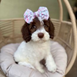 Pound - Apricot female Australian Labradoodle puppy in Morgan Hill, California from Loving Labradoodle