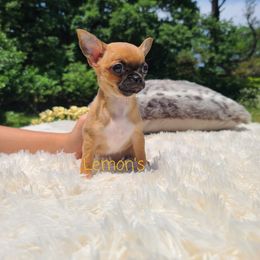 Chihuahua Puppies from Lemon's Full of Flaws Chihuahuas