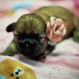 Bubbles - Sable female Shih Tzu puppy in Mesa, Arizona from House of Zen Shihtzus