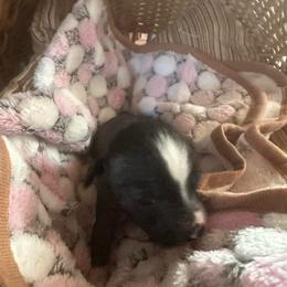 Girl 3 - Black and white female Chinese Crested puppy in Rockvale, Tennessee from Cosmic Chinese Cresteds & Wind-Echo Poodles
