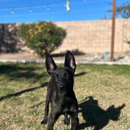Dutch Shepherd puppies from Lisa's Dutchies