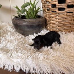 Goofy - Black tri-color male Aussiedoodle puppy in Tryon, North Carolina from Melrose Mountain Farm