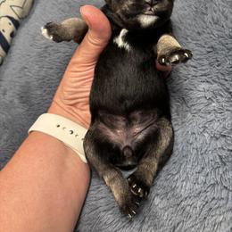 Girl 3 - Black and silver female Miniature Schnauzer puppy in Sugar Land, Texas from Silver Paw Ranch