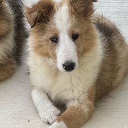 Shaggy - Sable merle and white male Shetland Sheepdog puppy in Kerville, Texas from Cedar Hill Kennels